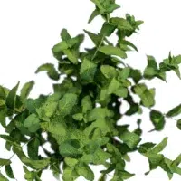 Mentha-arvensis-Menthe-des-champs-3D-top-plante-aromate-vegetaux-studio-l4m-lumion-fbx