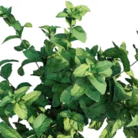 Mentha-arvensis-Menthe-des-champs-3D-top-view-plante-aromate-vegetaux-studio-l4m-lumion-fbx