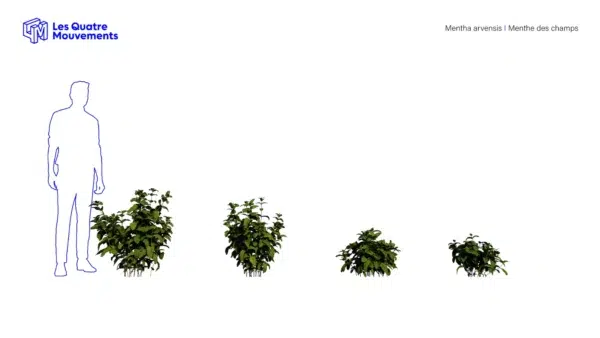 Mentha-arvensis-Menthe-des-champs-3D-variantes-plante-aromate-vegetaux-studio-l4m-lumion-fbx