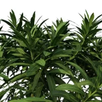 Nerium-Oleander-Laurier-rose-3D-feuillage-plante-buisson-fleurs-vegetaux-studio-l4m-lumion-fbx (1)
