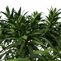 Nerium-Oleander-Laurier-rose-3D-feuillage-plante-buisson-fleurs-vegetaux-studio-l4m-lumion-fbx