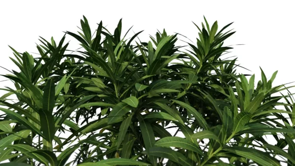 Nerium-Oleander-Laurier-rose-3D-feuillage-plante-buisson-fleurs-vegetaux-studio-l4m-lumion-fbx