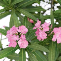 Nerium-Oleander-Laurier-rose-3D-focus-plante-buisson-fleurs-vegetaux-studio-l4m-lumion-fbx