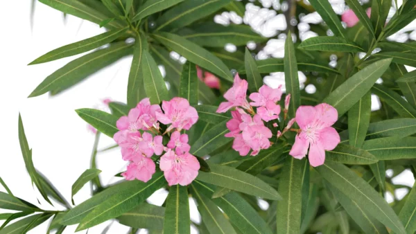 Nerium-Oleander-Laurier-rose-3D-focus-plante-buisson-fleurs-vegetaux-studio-l4m-lumion-fbx
