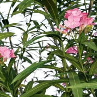 Nerium-Oleander-Laurier-rose-3D-tiges-plante-buisson-fleurs-vegetaux-studio-l4m-lumion-fbx