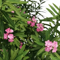 Nerium-Oleander-Laurier-rose-3D-top-plante-buisson-fleurs-vegetaux-studio-l4m-lumion-fbx