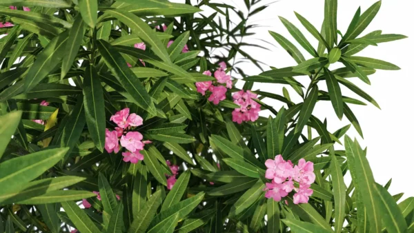 Nerium-Oleander-Laurier-rose-3D-top-plante-buisson-fleurs-vegetaux-studio-l4m-lumion-fbx
