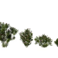 Nerium-Oleander-Laurier-rose-3D-variantes-plante-buisson-fleur-vegetaux-studio-l4m-lumion-fbx