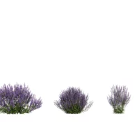 Perovskia-sauge-de-Russie-3D-variantes-violette-plante-buisson-fleur-vegetaux-studio-l4m-lumion-fbx