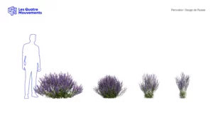 Perovskia-sauge-de-Russie-3D-variantes-violette-plante-buisson-fleur-vegetaux-studio-l4m-lumion-fbx