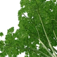 Petroselinum-crispum-persil-3D-branchage-plante-aromate-vegetaux-studio-l4m-lumion-fbx