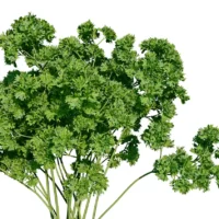 Petroselinum-crispum-persil-3D-tige-plante-aromate-vegetaux-studio-l4m-lumion-fbx