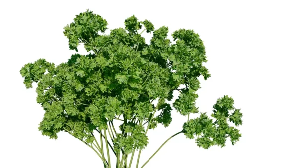 Petroselinum-crispum-persil-3D-tige-plante-aromate-vegetaux-studio-l4m-lumion-fbx