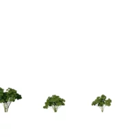 Petroselinum-crispum-persil-3D-variantes-plante-aromate-vegetaux-studio-l4m-lumion-fbx