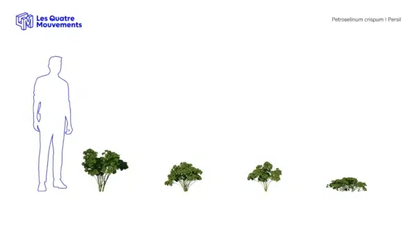Petroselinum-crispum-persil-3D-variantes-plante-aromate-vegetaux-studio-l4m-lumion-fbx