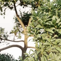 Phillyrea-latifolia-Filaire-à-large-feuilles-3D-branches-plante-arbre-ornemental-taillé-vegetaux-studio-l4m-lumion-fbx