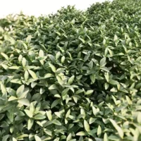 Phillyrea-latifolia-Filaire-à-large-feuilles-3D-feuillage-plante-arbre-ornemental-taillé-vegetaux-studio-l4m-lumion-fbx