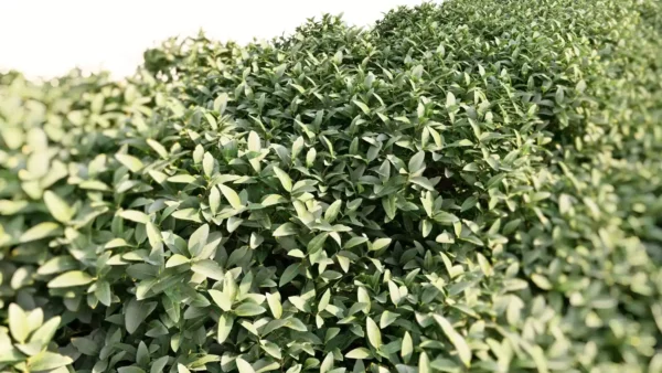 Phillyrea-latifolia-Filaire-à-large-feuilles-3D-feuillage-plante-arbre-ornemental-taillé-vegetaux-studio-l4m-lumion-fbx