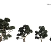 Phillyrea-latifolia-Filaire-à-large-feuilles-3D-variantes-plante-arbre-ornemental-taillé-vegetaux-studio-l4m-lumion-fbx