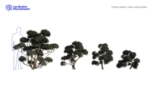 Phillyrea-latifolia-Filaire-à-large-feuilles-3D-variantes-plante-arbre-ornemental-taillé-vegetaux-studio-l4m-lumion-fbx