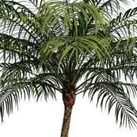 Phoenix-robelenii-palmier-dattier-3D-couronne-plante-arbre-ornemental-tropical-vegetaux-studio-l4m-lumion-fbx