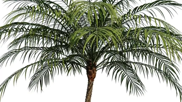 Phoenix-robelenii-palmier-dattier-3D-couronne-plante-arbre-ornemental-tropical-vegetaux-studio-l4m-lumion-fbx