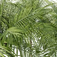 Phoenix-robelenii-palmier-dattier-3D-feuillage-plante-arbre-ornemental-tropical-vegetaux-studio-l4m-lumion-fbx