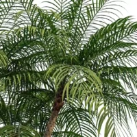 Phoenix-robelenii-palmier-dattier-3D-feuilles-plante-arbre-ornemental-tropical-vegetaux-studio-l4m-lumion-fbx