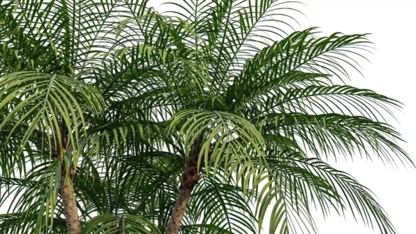 Phoenix-robelenii-palmier-dattier-3D-feuilles-plante-arbre-ornemental-tropical-vegetaux-studio-l4m-lumion-fbx