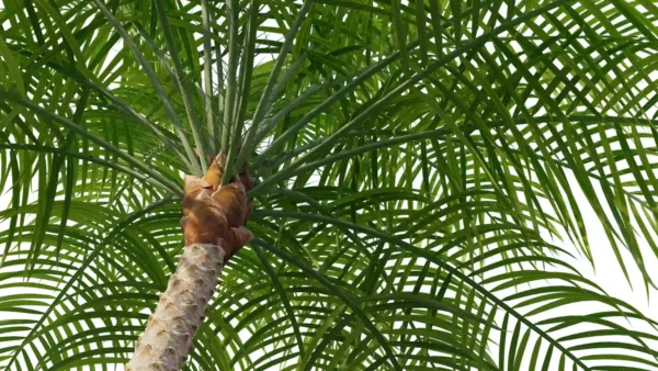 Phoenix-robelenii-palmier-dattier-3D-palmes-plante-arbre-ornemental-tropical-vegetaux-studio-l4m-lumion-fbx