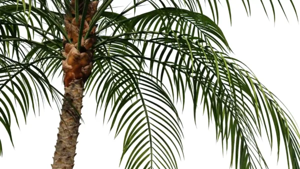Phoenix-robelenii-palmier-dattier-3D-tronc-plante-arbre-ornemental-tropical-vegetaux-studio-l4m-lumion-fbx