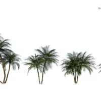 Phoenix-robelenii-palmier-dattier-3D-variantes-plante-arbre-ornemental-tropical-vegetaux-studio-l4m-lumion-fbx