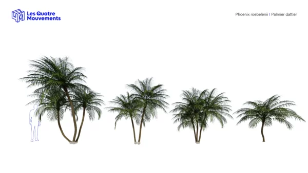Phoenix-robelenii-palmier-dattier-3D-variantes-plante-arbre-ornemental-tropical-vegetaux-studio-l4m-lumion-fbx