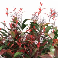 Photinia-fraseri-red-robin-photinie-de-fraser-3D-branches-plante-buisson-fleur-vegetaux-studio-l4m-fbx