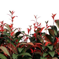 Photinia-fraseri-red-robin-photinie-de-fraser-3D-feuillage-plante-buisson-fleur-vegetaux-studio-l4m-fbx