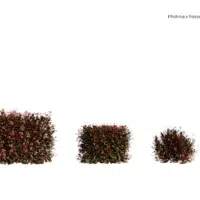 Photinia-fraseri-red-robin-photinie-de-fraser-3D-variantes-plante-buisson-fleur-vegetaux-studio-l4m-fbx
