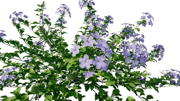 plumbago-auriculata-dentelaire-du-cap-3D-branches-plante-buisson-fleur-vegetaux-studio-l4m-lumion-fbx