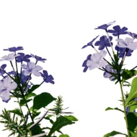 plumbago-auriculata-dentelaire-du-cap-3D-tiges-plante-buisson-fleur-vegetaux-studio-l4m-lumion-fbx