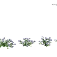 plumbago-auriculata-dentelaire-du-cap-3D-variantes-plante-buisson-fleur-vegetaux-studio-l4m-lumion-fbx