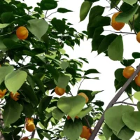 prunus-armeniaca-abricotier-3D-branchage-plante-arbre-fruitier-abricot-vegetaux-studio-l4m-lumion-fbx