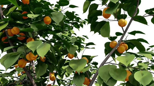 prunus-armeniaca-abricotier-3D-branchage-plante-arbre-fruitier-abricot-vegetaux-studio-l4m-lumion-fbx