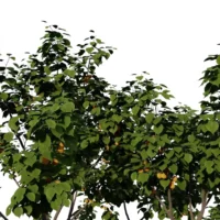 prunus-armeniaca-abricotier-3D-feuillage-plante-arbre-fruitier-abricot-vegetaux-studio-l4m-lumion-fbx