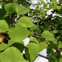 prunus-armeniaca-abricotier-3D-feuilles-plante-arbre-fruitier-abricot-vegetaux-studio-l4m-lumion-fbx