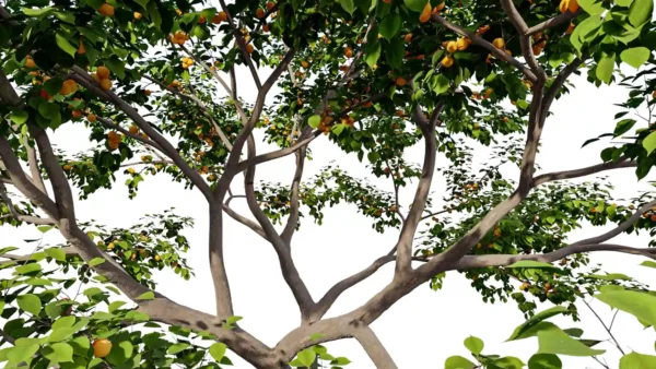 prunus-armeniaca-abricotier-3D-tronc-plante-arbre-fruitier-abricot-vegetaux-studio-l4m-lumion-fbx