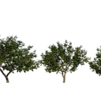 prunus-armeniaca-abricotier-3D-variantes-plante-arbre-fruitier-abricot-vegetaux-studio-l4m-lumion-fbx