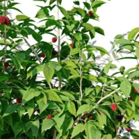 rubus-idaeus-framboisier-3D-branchage-plante-buisson-fruitier-framboise-vegetaux-studio-l4m-lumion-fbx