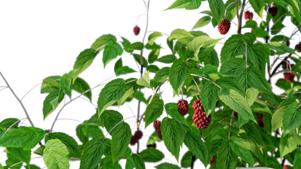 rubus-idaeus-framboisier-3D-branches-plante-buisson-fruitier-framboise-vegetaux-studio-l4m-lumion-fbx