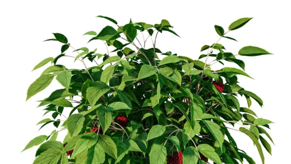 rubus-idaeus-framboisier-3D-global-plante-buisson-fruitier-framboise-vegetaux-studio-l4m-lumion-fbx