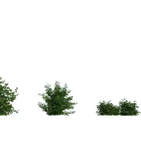 rubus-idaeus-framboisier-3D-variantes-plante-buisson-fruitier-framboise-vegetaux-studio-l4m-lumion-fbx