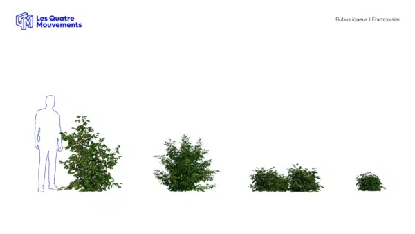 rubus-idaeus-framboisier-3D-variantes-plante-buisson-fruitier-framboise-vegetaux-studio-l4m-lumion-fbx